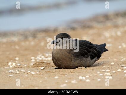 Große skua (Stercorarius skua, Catharacta skua), Erstwinter am Strand gelegen, Schweden, Halland Stockfoto