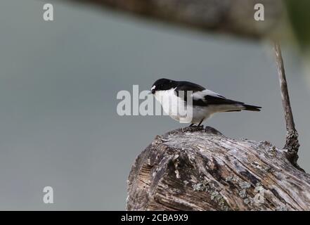 Iberischer Tierfischer (Ficedula hypoleuca iberiae, Ficedula iberiae), Männchen im Zuchtgefieder auf einem Ast, Spanien, Castilla y Leon Stockfoto