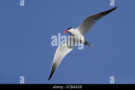 Kaspische Möwe (Larus cachinnans, Larus cachinnans cachinnans), Erwachsene im Flug, Dänemark Stockfoto