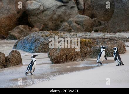 Jackass-Pinguin, Afrikanischer Pinguin, Schwarzfußpinguin (Spheniscus demersus), drei Jackass-Pinguine am Strand, Südafrika, Western Cape, Simons Town, Boulders Beach Stockfoto