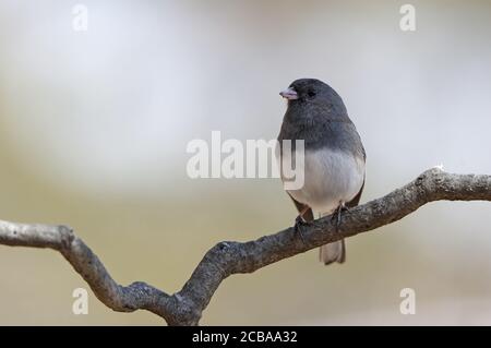 Dunkeläugiger junco (Junco hyemalis, Junco hyemalis hyemalis), männlich auf einem Zweig sitzend, USA, New Jersey, Mahwah Stockfoto