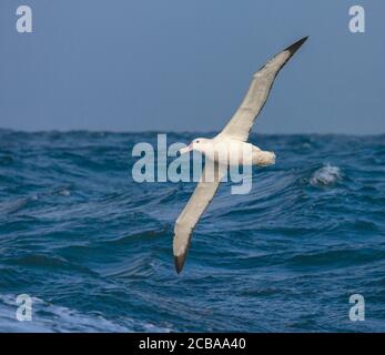 Wandering Albatros, Snowy Albatross (Diomedea exulans), Erwachsene fliegen tief über den ozeanischen Wellen, Suedgeorgien Stockfoto