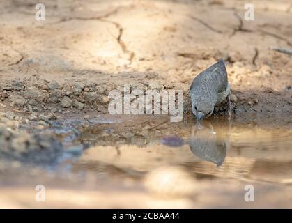 Zypern roten Kreuzschnabel (Loxia curvirostra guillemardi, Loxia guillemardi), weiblich trinken aus einer Pfütze in einem Wald, Vorderansicht, Zypern, Trodos Berg Stockfoto