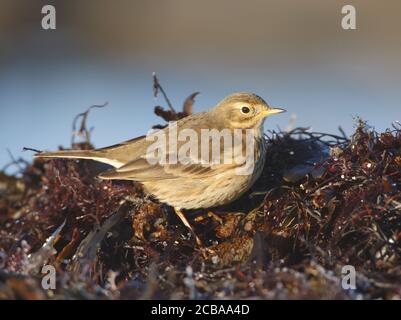 Buffbauchige Pfeipe, amerikanischer Pfeifenpipit (Anthus rubescens, Anthus rubescens rubescens), auf Algen, Schweden, Halland Stockfoto