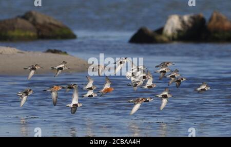 Schneckenläufer (Calidris ferruginea), erwachsen mit Dunlins, die entlang der Küste fliegen, Dänemark Stockfoto