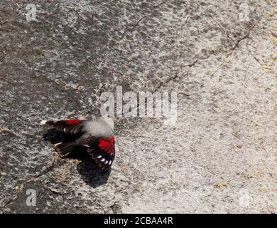wallcreeper (Tichodroma muraria), Erwachsener Männchen verbreitet rubinrote Flügel, Belgien, Dinant Stockfoto