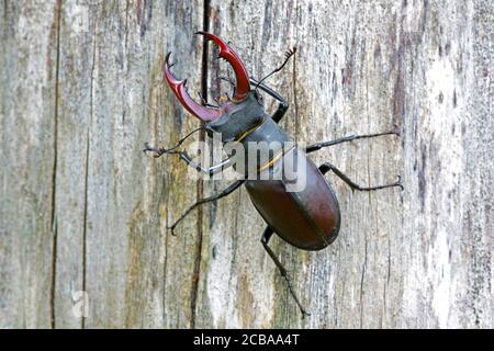 Hirschkäfer, Europäischer Hirschkäfer (Lucanus cervius), männlicher Hirschkäfer auf Holz, Niederlande Stockfoto