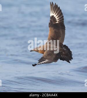 Große skua (Stercorarius skua, Catharacta skua), Erstwinter, der tief über den Strand fliegt, mit beiden Flügeln angehoben, Schweden, Halland Stockfoto