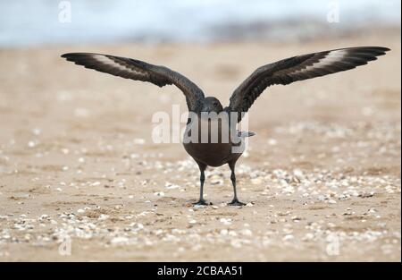 Große skua (Stercorarius skua, Catharacta skua), erste-Winter dunkle Phase steht am Strand mit beiden Flügeln angehoben, Schweden, Halland Stockfoto