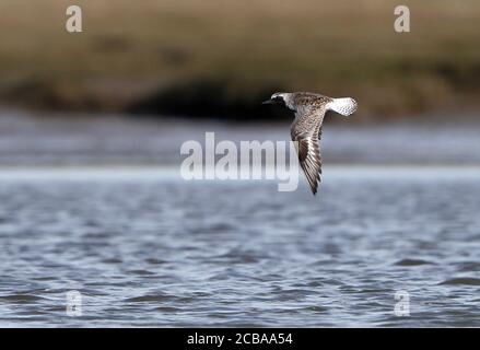 Graupflüger (Pluvialis squatarola), Erwachsener im Flug über das Wattenmeer, Dänemark Stockfoto