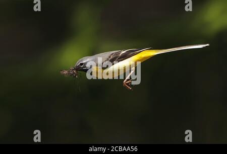 Graue Bachstelze (Motacilla cinerea), erwachsenes Männchen, das mit Beute im Schnabel fliegt, Dänemark Stockfoto