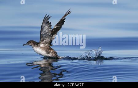 Balearen Shearwater (Puffinus mauretanicus), Abheben aus dem Wasser, vom Aussterben bedroht, Portugal, Algarve, Fuseta Stockfoto