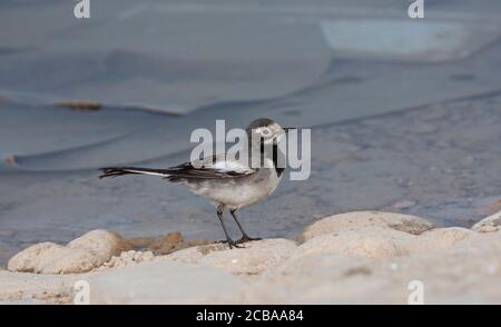 Maskierte Bachstelze, maskierte weiße Bachstelze (Motacilla personata, Motacilla alba personata), erste Winterfrauenstelze, Iran, Golestan Stockfoto