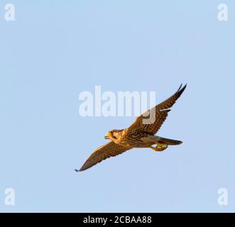 Sibirischer Wanderfalke (Falco peregrinus calidus, Falco calidus), erster Winter Wanderfalke auf der Jagd nach Landvögeln, mit Unterflügeln., Thailand, Leam Phak Bia Stockfoto