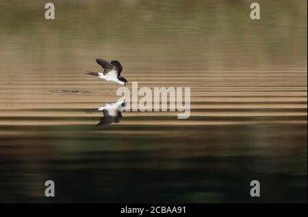 Haus Martin (Delichon urbica, Delichon urbicum), trinkt im Flug von einem Süßwassersee, Dänemark Stockfoto