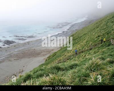 Bussock Gras bedeckt Hügel auf Macquarie Insel im südlichen Pazifik, Australien, Tasmanien, Macquarie Island Stockfoto