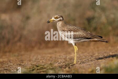 Steincurlew (Burhinus oedicnemus), Jugendlicher, Spanien Stockfoto