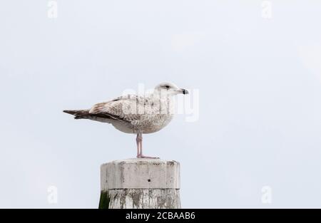 Heringsmöwe (Larus argentatus), im zweiten Kalenderjahr, auf einem Holzpfosten im Hafen, Niederlande, Nordholland, Den Oever Stockfoto