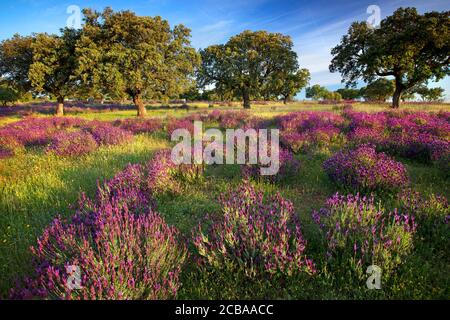 korkeiche (Quercus suber), mit blühendem französischem Lavendel, Lavandula stoechas, Spanien, Extremadura Stockfoto