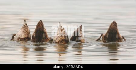 Gadwall (Anas strepera, Mareca strepera), Jugendliche Brüder und Schwestern auf der Nahrungssuche im seichten Wasser, Ungarn, Hortobagy Nationalpark Stockfoto