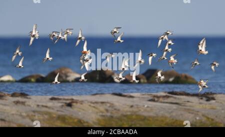 Schneckenläufer (Calidris ferruginea), erwachsen mit Dunlins, die entlang der Küste fliegen, Dänemark Stockfoto