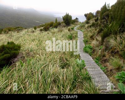 royal Albatross (Diomedea epomophora), Boardwalk zur Brutkolonie von Southern Royal Albatross in einem flachen Gebiet in den Bergen, der Mensch gemacht, um fragiles Land und Vegetation, Neuseeland, Campbell-Inseln überqueren Stockfoto