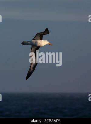 Schwarzbrauenalbatros (Thalassarche melanophris, Diomedea melanophris), im Flug über den Ozean, Suedgeorgien Stockfoto