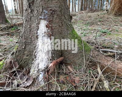 Norwegen Fichte (Picea abies), Schäden an einem Baumstamm durch Waldarbeiten mit Auslaufen von Harz, Deutschland, Nordrhein-Westfalen Stockfoto