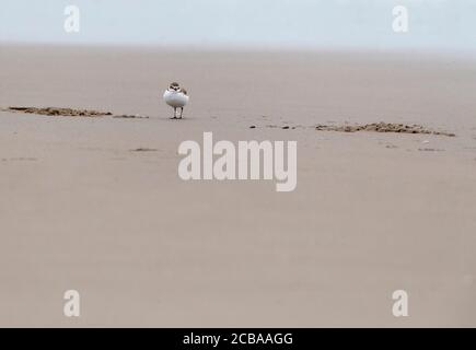 kentish-Plünderer (Charadrius alexandrinus), am Strand ruhend, Vorderansicht, Niederlande, Südholland Stockfoto