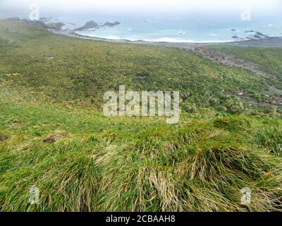 Bussock Gras bedeckt Hügel auf Macquarie Insel im südlichen Pazifik, Australien, Tasmanien, Macquarie Island Stockfoto
