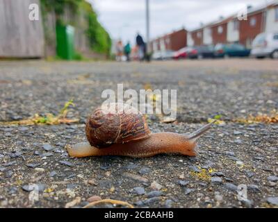 Braune Gartenschnecke, Brauner Gartennagel, Gemeine Gartenschnecke, Europäische Braunschnecke (Cornu aspersum, Helix aspersus, Cryptomphalus aspersus, Cantareus aspersus), über einen Pfad in einer Wohnanlage kriechen, Seitenansicht, Niederlande Stockfoto