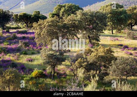 korkeiche (Quercus suber), mit blühendem französischem Lavendel, Lavandula stoechas, Spanien, Extremadura Stockfoto