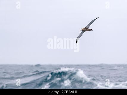 Antipodenalbatros (Diomedea antipodensis), unreif, fliegen über den subantarktischen Pazifischen Ozean Neuseelands, Lichtbogen hoch über dem Ozean mit riesigen Wellen, Neuseeland, Aucklands Inseln Stockfoto