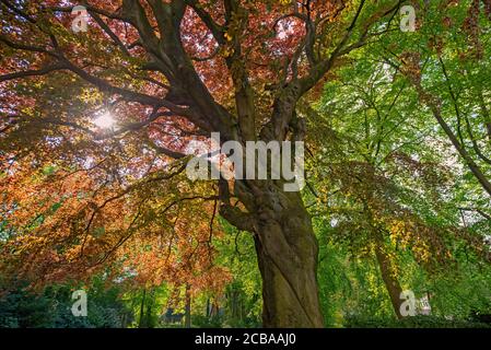 Kupferbuche (Fagus sylvatica var. purpurea, Fagus sylvatica 'Atropunicea', Fagus sylvatica Atropunicea), alte Kupferbuche auf dem Kirchhof der Christenkirche in Ottensen, Schleswig-Holstein, Ottensen Stockfoto