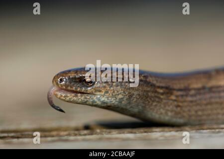 Europäischer langsamer Wurm, Augenwurm, langsamer Wurm (Anguis fragilis), Flicken, Portrait, Belgien Stockfoto