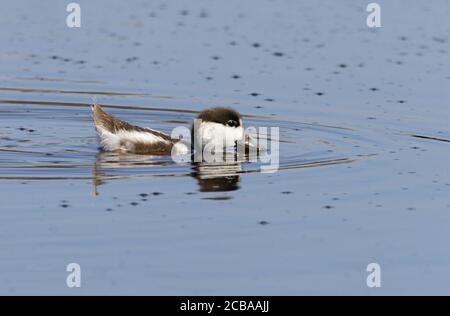 Gemeine Entenente (Tadorna tadorna), Entlein einer Gemeinen Entenente beim Schwimmen auf einem See, Dänemark Stockfoto