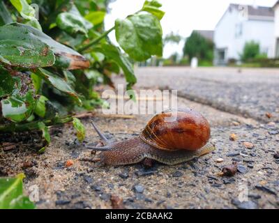 Braune Gartenschnecke, Brauner Gartennagel, Gemeine Gartenschnecke, Europäische Braunschnecke (Cornu aspersum, Helix aspersus, Cryptomphalus aspersus, Cantareus aspersus), Kreuzung einer Straße in einem Wohngebiet, Seitenansicht, Niederlande Stockfoto