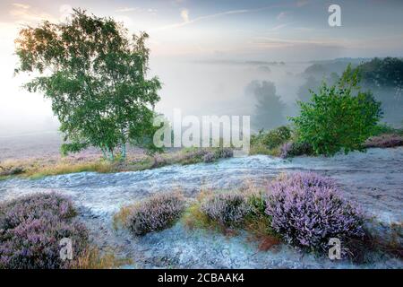 Heidekraut, Ling, Heidekraut (Calluna vulgaris), Brunssommerheide bei Sonnenaufgang, Niederlande, Limburg Stockfoto