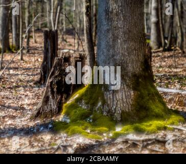 ASPETUCK TALWEG REDDING CONNECTICUT 06896 USA Stockfoto