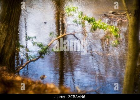ASPETUCK TALWEG REDDING CONNECTICUT 06896 USA Stockfoto