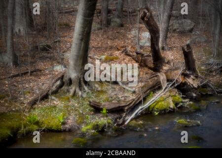 ASPETUCK TALWEG REDDING CONNECTICUT 06896 USA Stockfoto