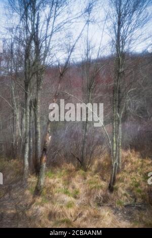 ASPETUCK TALWEG REDDING CONNECTICUT 06896 USA Stockfoto