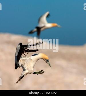 Kap Gannet (Morus capensis), Landung auf einem Felsbrocken, Seitenansicht, Südafrika, Westkap, Lamberts Bay Stockfoto