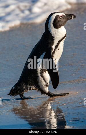 Jackass Pinguin, Afrikanischer Pinguin, Schwarzfußpinguin (Spheniscus demersus), Wandern zurück an der Küste, Südafrika, Western Cape, Simons Town, Boulders Beach Stockfoto