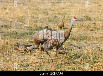 sandhill Kran (Grus canadensis canadensis, Antigone canadensis canadensis), ruhend im Inneren Alaska, USA, Alaska Stockfoto