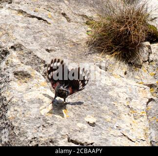 wallcreeper (Tichodroma muraria), erwachsener Rüde, der mit seinen Flügeln ein Herz formt, während er bergauf fliegt, überwinterndes Individuum in Dinant, Belgien, Dinant, Rocher Bayard Stockfoto