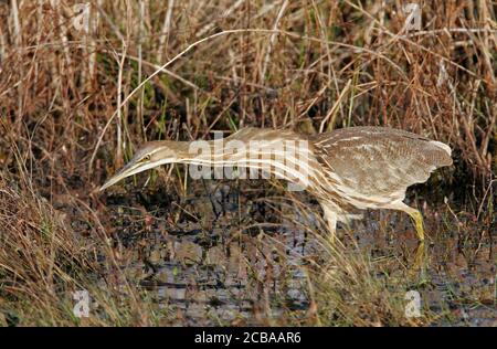 Seeschwalbe (Botaurus lentiginosus), Jagd in einem Sumpfgebiet, Seitenansicht, USA, New Jersey Stockfoto