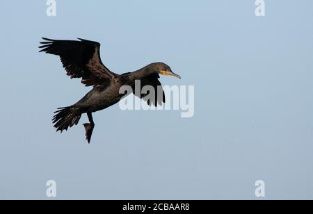 Kapkormoran (Phalacrocorax capensis), im Landeanflug, Seitenansicht, Südafrika Stockfoto