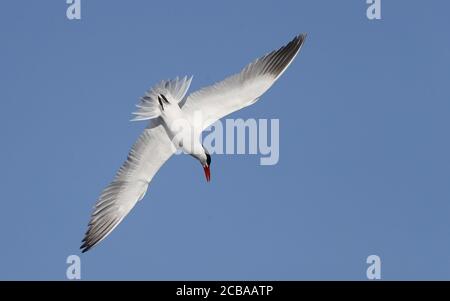 kaspische Seeschwalbe (Hydroprogne caspia, Sterna caspia), Erwachsene im Flug, Dänemark Stockfoto