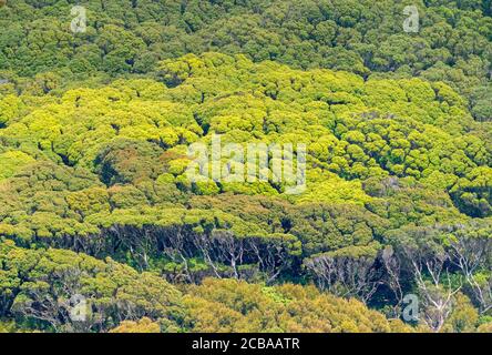 Carnley Hafen, Hügel bedeckt mit einheimischer Vegetation, Neuseeland, Auckland Inseln, Carnley Hafen, Stockfoto